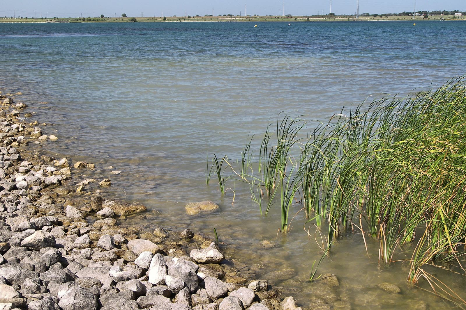 The shore of Lake Pflugerville